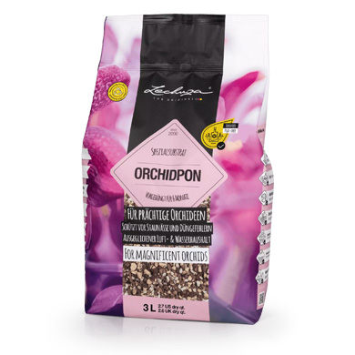 Orchidpon1